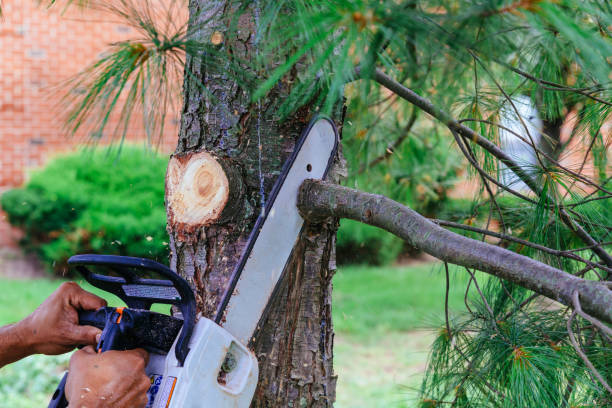 How Our Tree Care Process Works  in  Lusby, MD